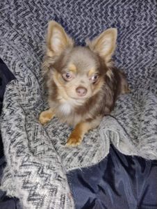 Розплідник Чихуахуа Cheertful Community