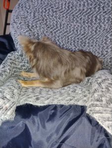 Розплідник Чихуахуа Cheertful Community