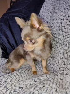 Розплідник Чихуахуа Cheertful Community