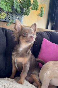 Розплідник Чихуахуа Cheertful Community