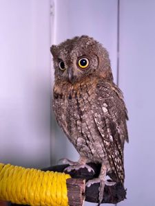 Сплюшка ручна, карликова сова, маленька сова, домашня сова ручна