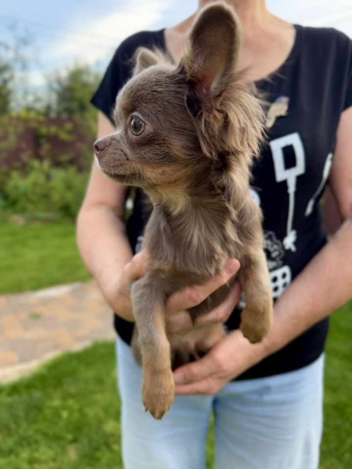 Розплідник Чихуахуа Cheertful Community