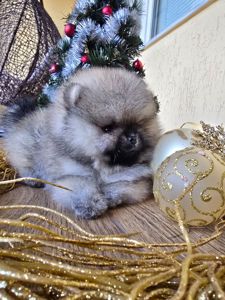 Щенки померанского шпица.Д.р.