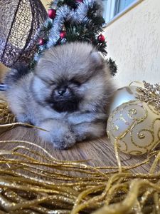 Щенки померанского шпица.Д.р.