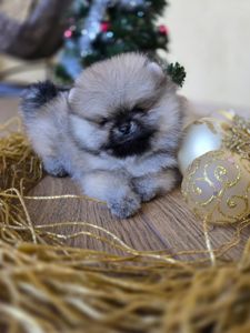 Щенки померанского шпица.Д.р.