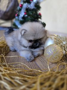 Щенки померанского шпица.Д.р.