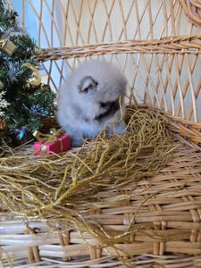 Щенки померанского шпица.Д.р.