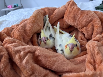 Пташенята корели