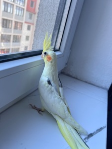 Пташенята корели