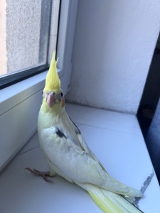 Пташенята корели