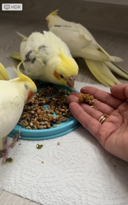 Пташенята корели