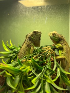 Зелена те червона ігуана-невеличкий динозавр просто вдома