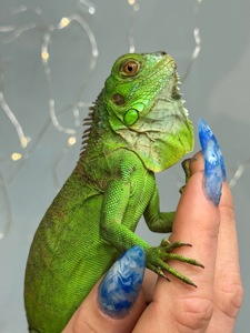 Зелена те червона ігуана-невеличкий динозавр просто вдома