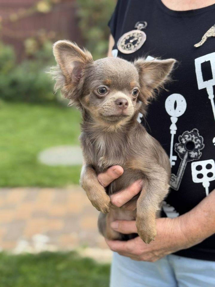 Розплідник Чихуахуа Cheertful Community