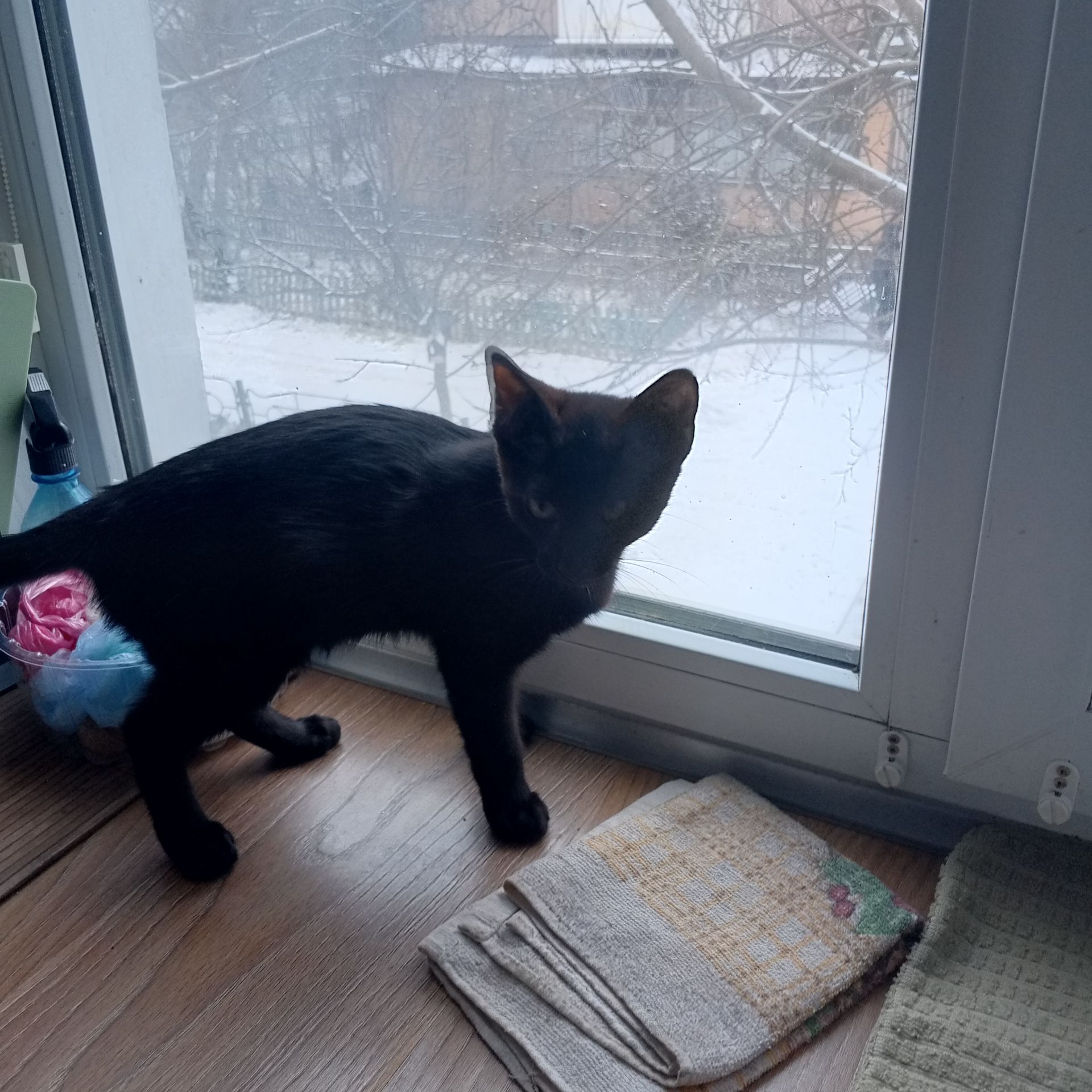 Кот пинокио