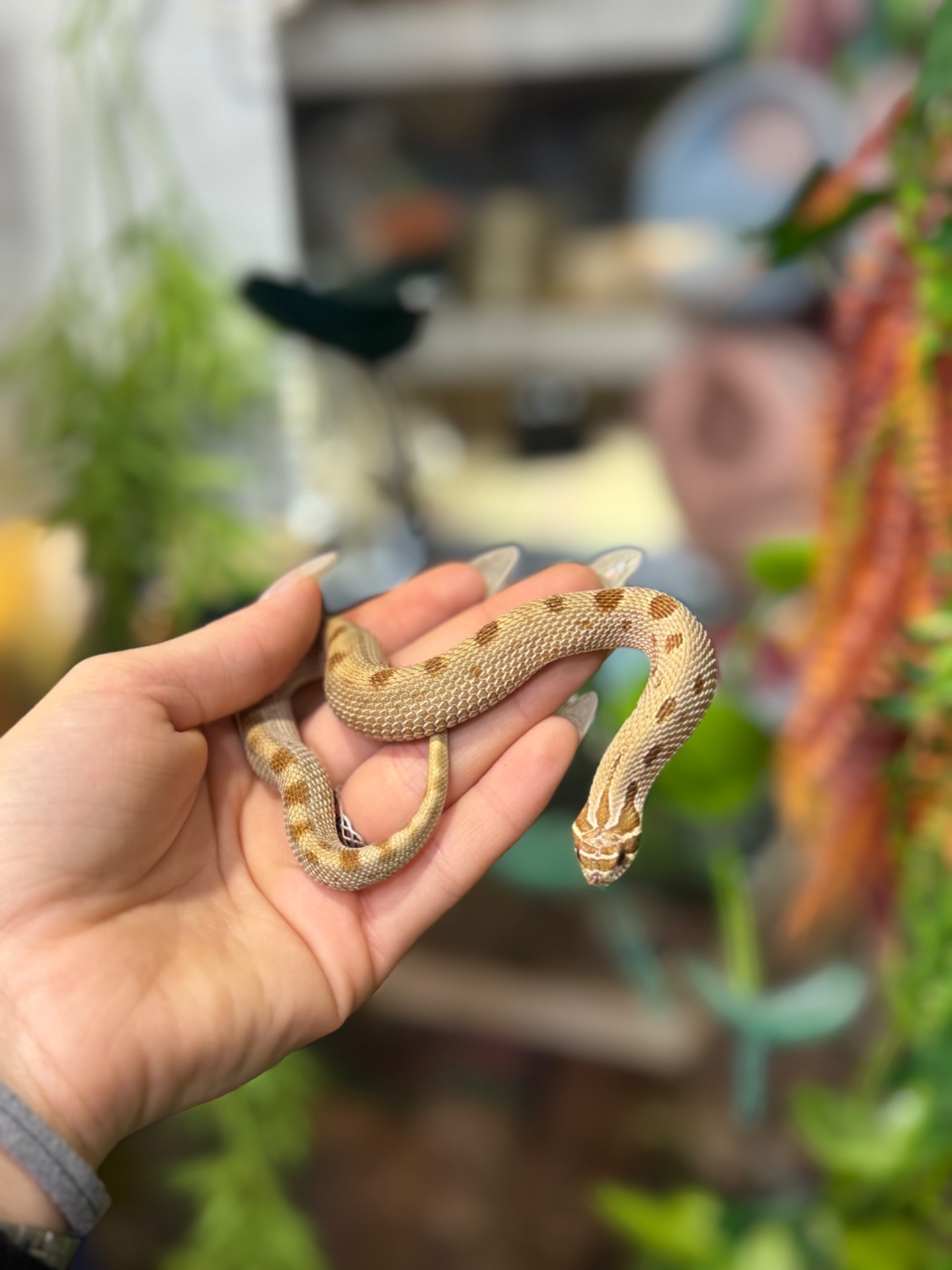 Свинорилий вуж, найменша карликова змійка