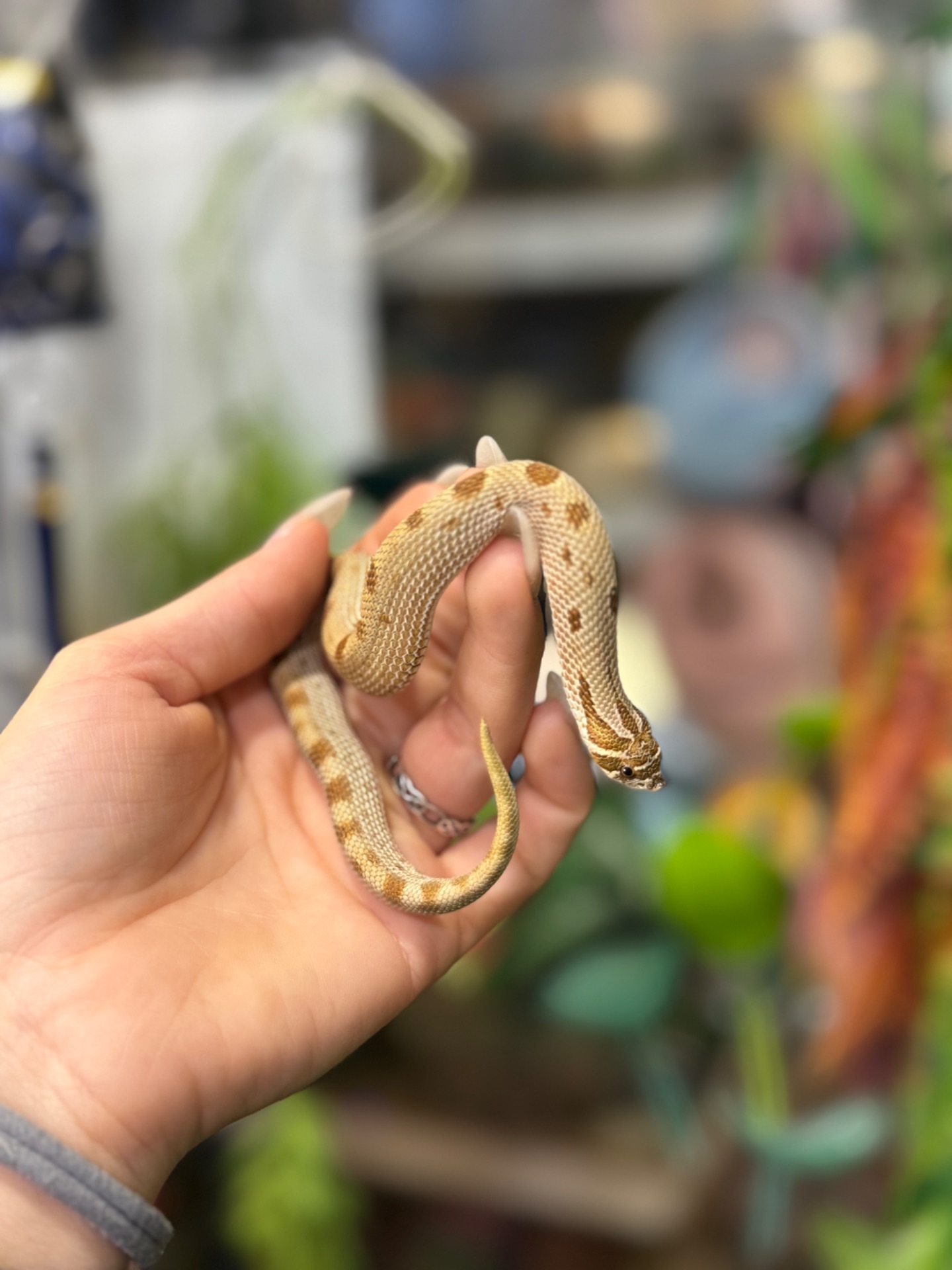 Свинорилий вуж, найменша карликова змійка