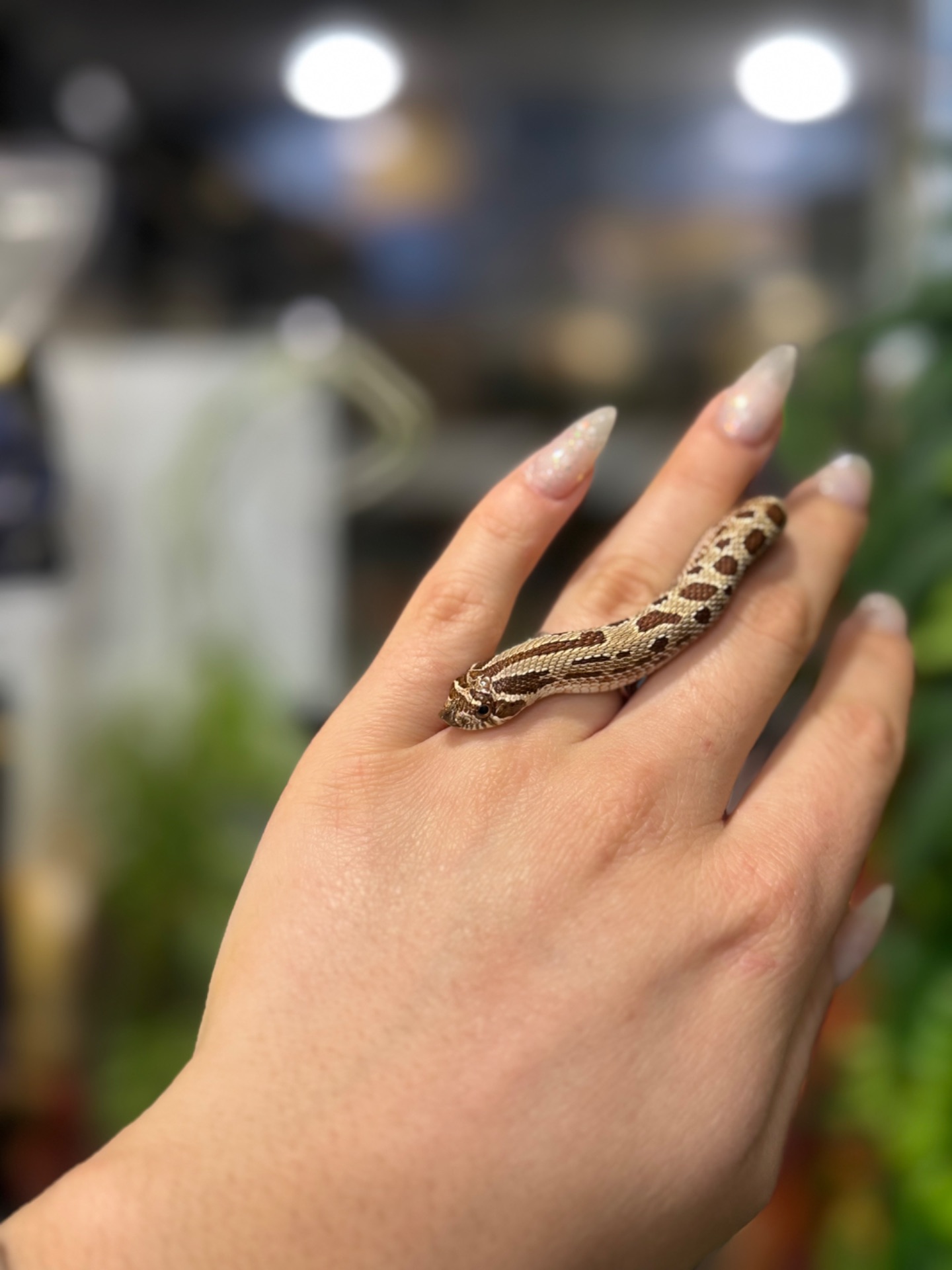 Свинорилий вуж, найменша карликова змійка