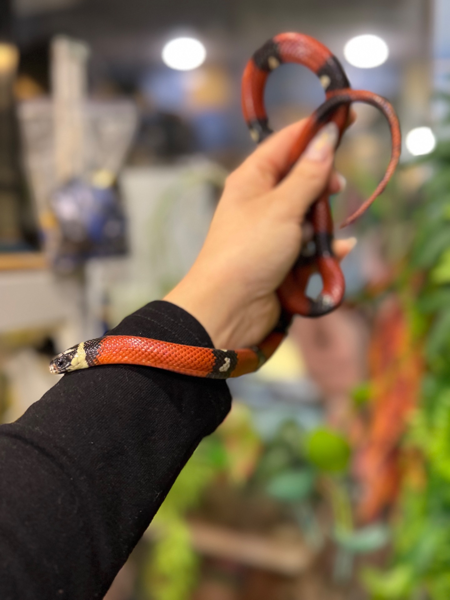 Королівська молочна змія, сіналойська молочна змія