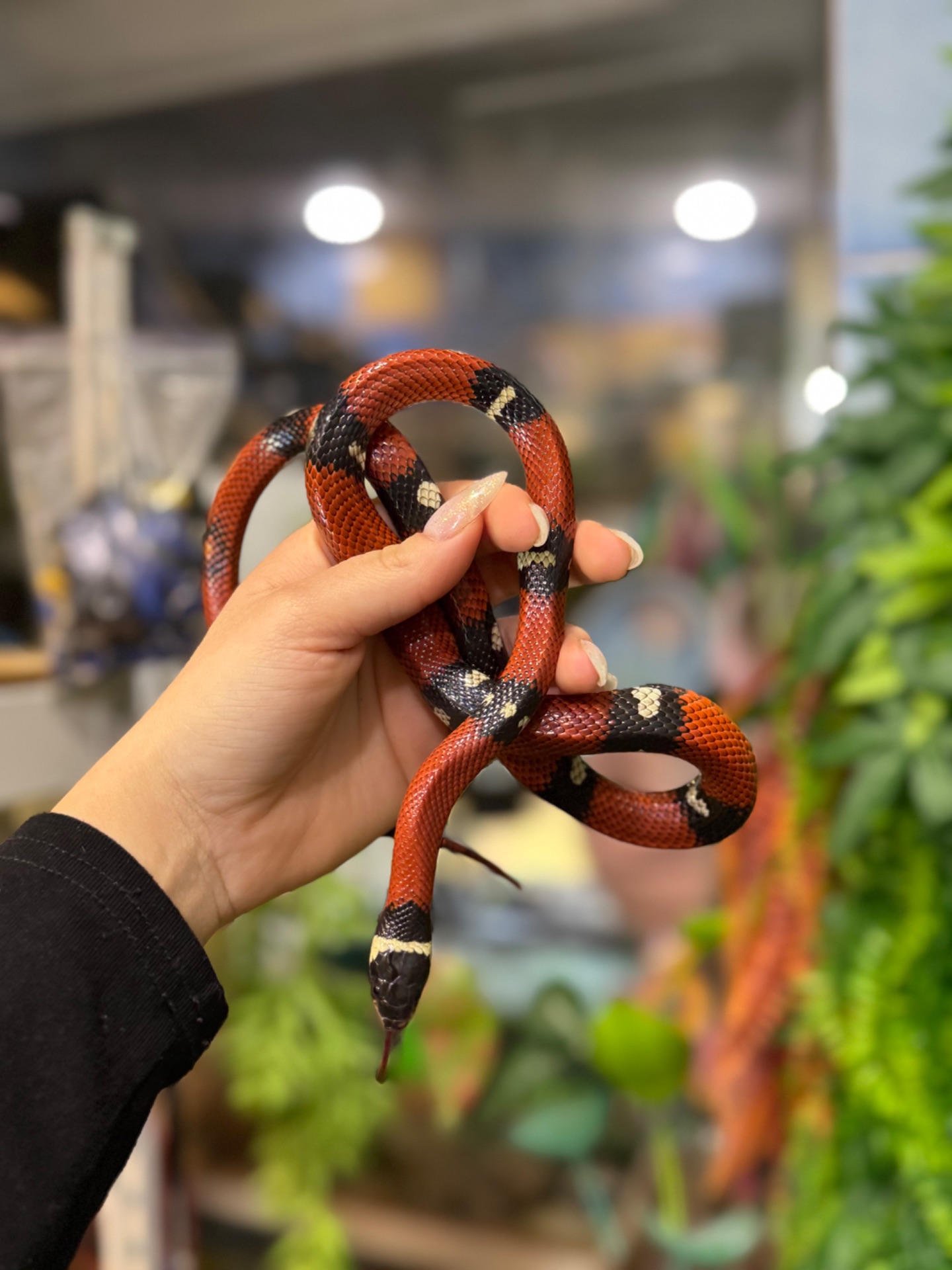 Королівська молочна змія, сіналойська молочна змія