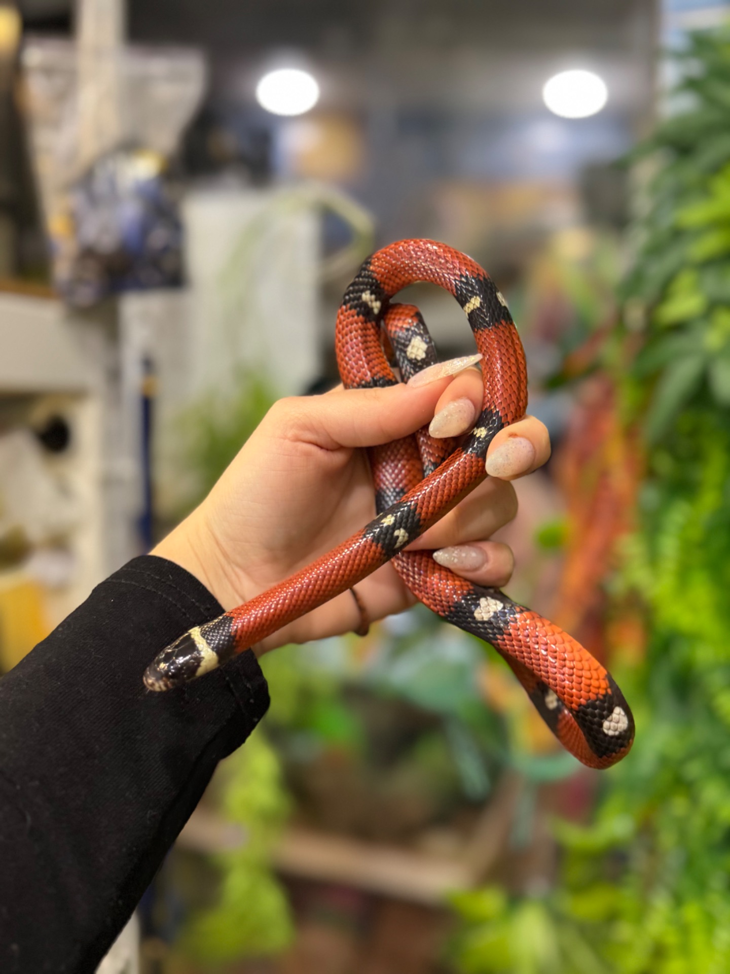 Королівська молочна змія, сіналойська молочна змія