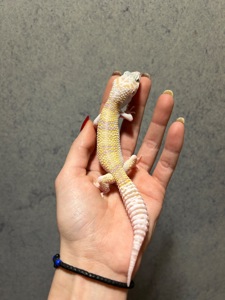 Еублефар, леопардовий гекон, малюки