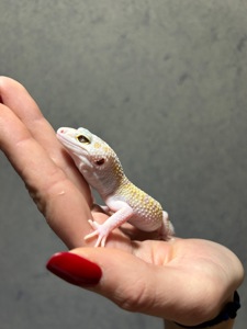 Еублефар, леопардовий гекон, малюки