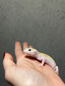 Еублефар, леопардовий гекон, малюки