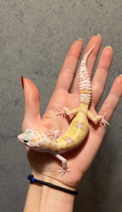 Еублефар, леопардовий гекон, малюки