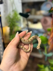 Свинорилий вуж, найменша карликова змійка