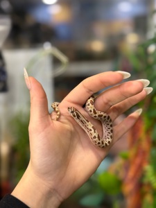 Свинорилий вуж, найменша карликова змійка