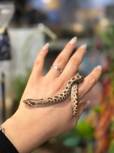 Свинорилий вуж, найменша карликова змійка