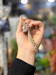 Свинорилий вуж, найменша карликова змійка