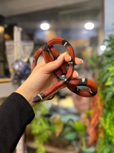 Королівська молочна змія, сіналойська молочна змія