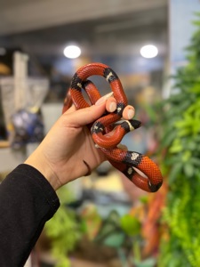 Королівська молочна змія, сіналойська молочна змія