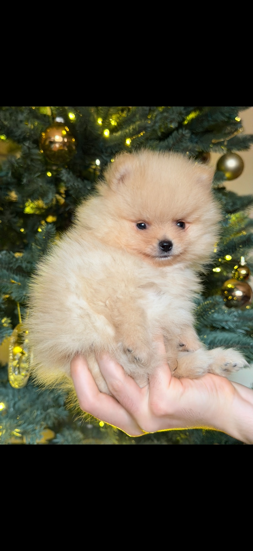 Цуценята померанського шпіца