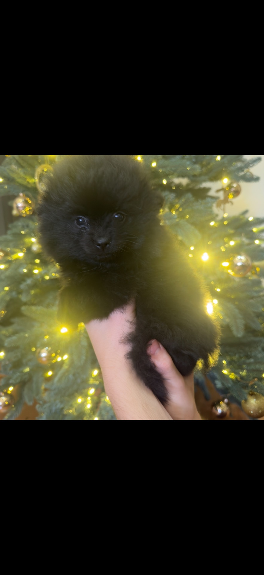 Цуценята померанського шпіца