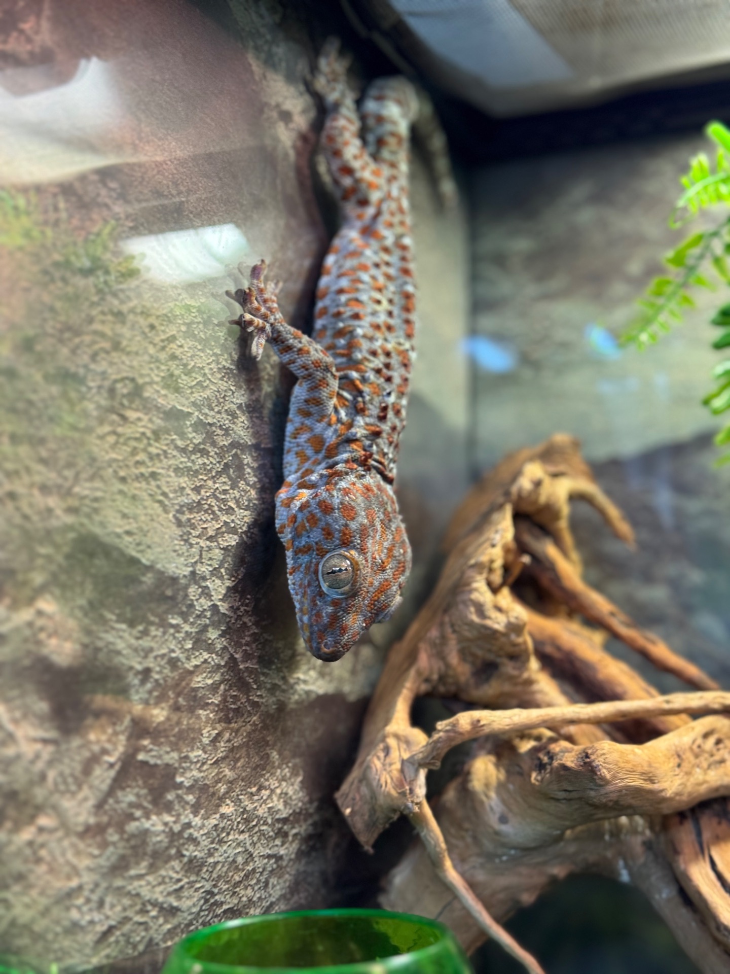 Гекон токі, ящірка що крякає