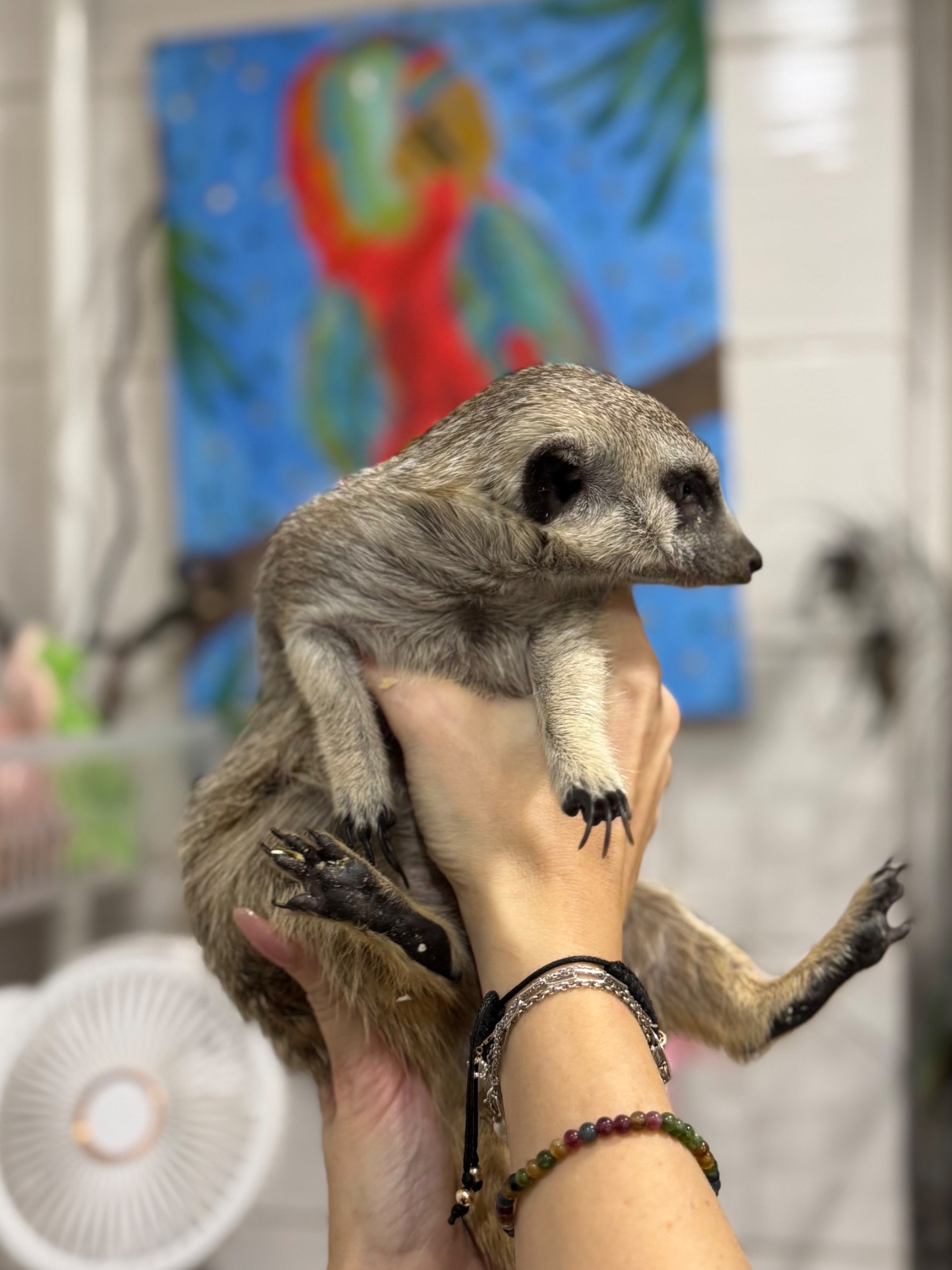 Сурикат-маленьке диво в вашому домі