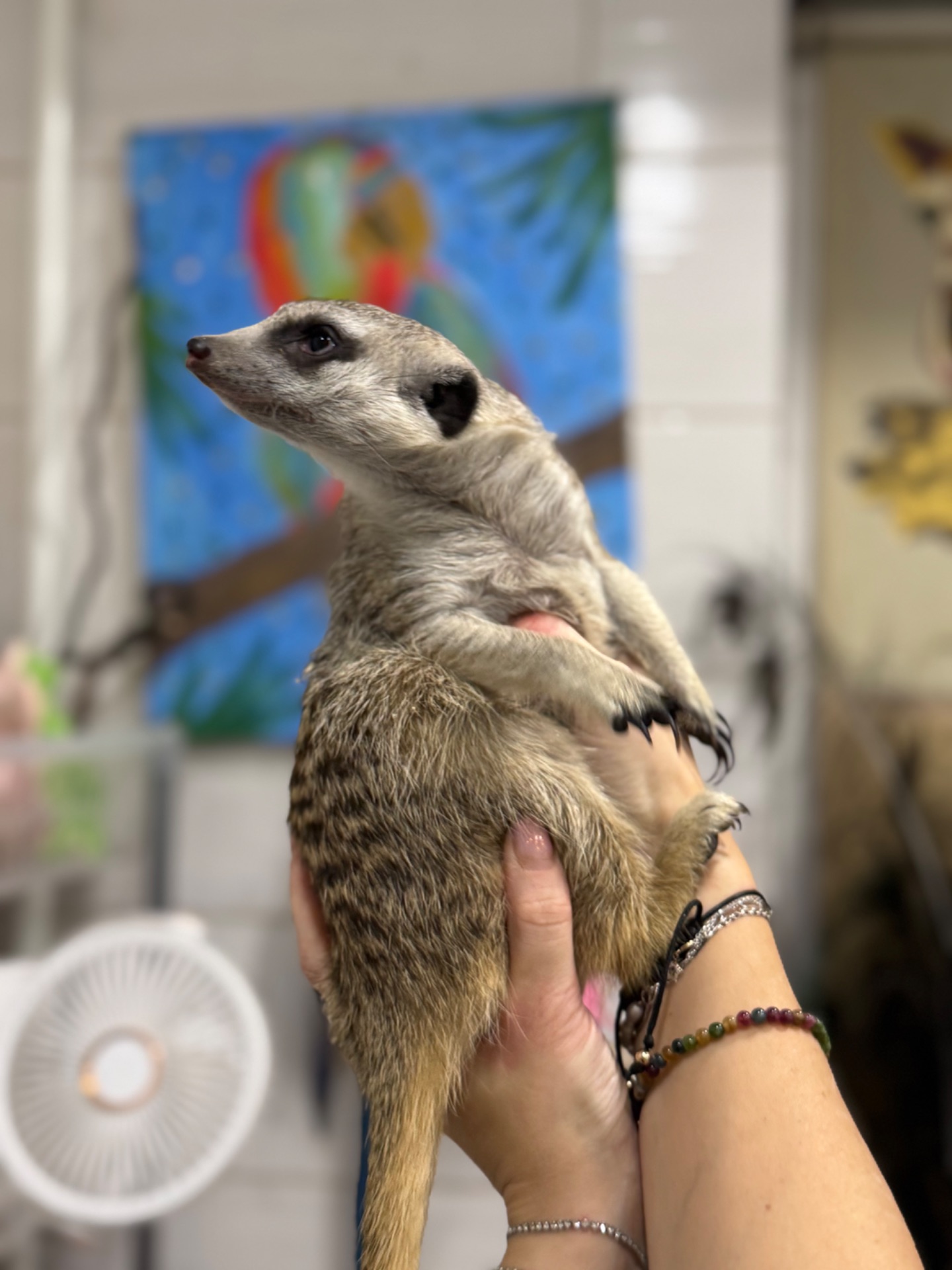 Сурикат-маленьке диво в вашому домі