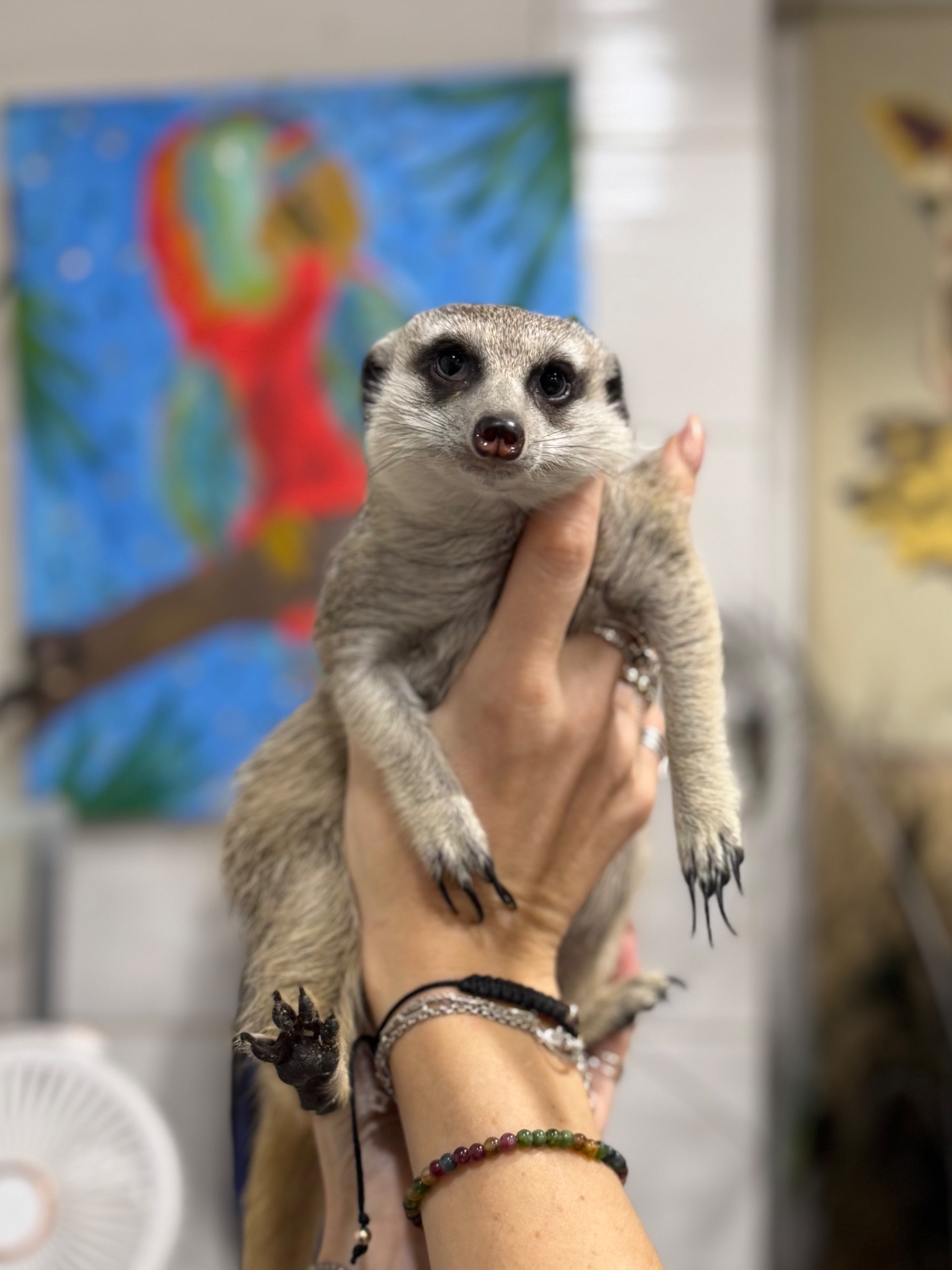 Сурикат-маленьке диво в вашому домі