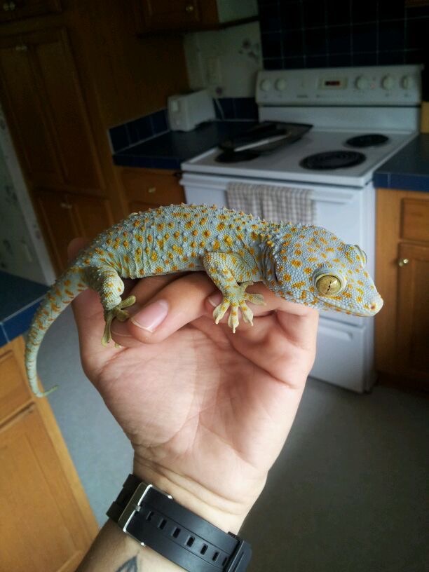 Гекон токі, ящірка що крякає