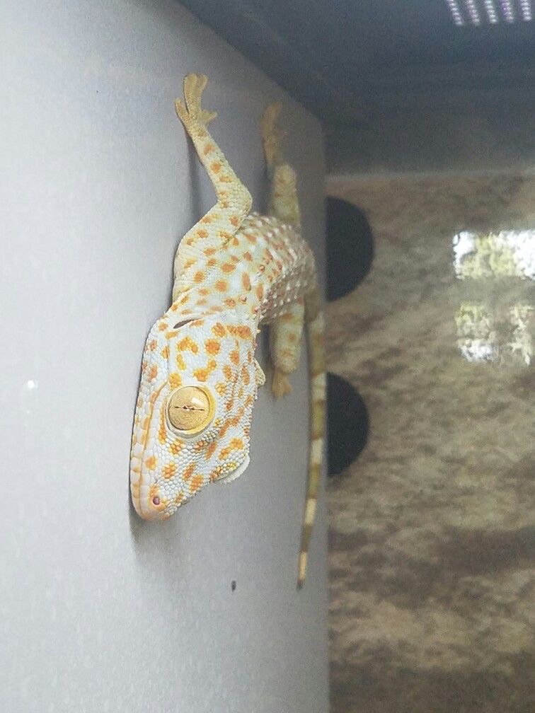 Гекон токі, ящірка що крякає