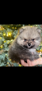 Цуценята померанського шпіца