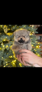 Цуценята померанського шпіца