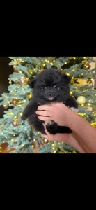 Цуценята померанського шпіца