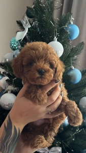 Хлопчик той-пуделя