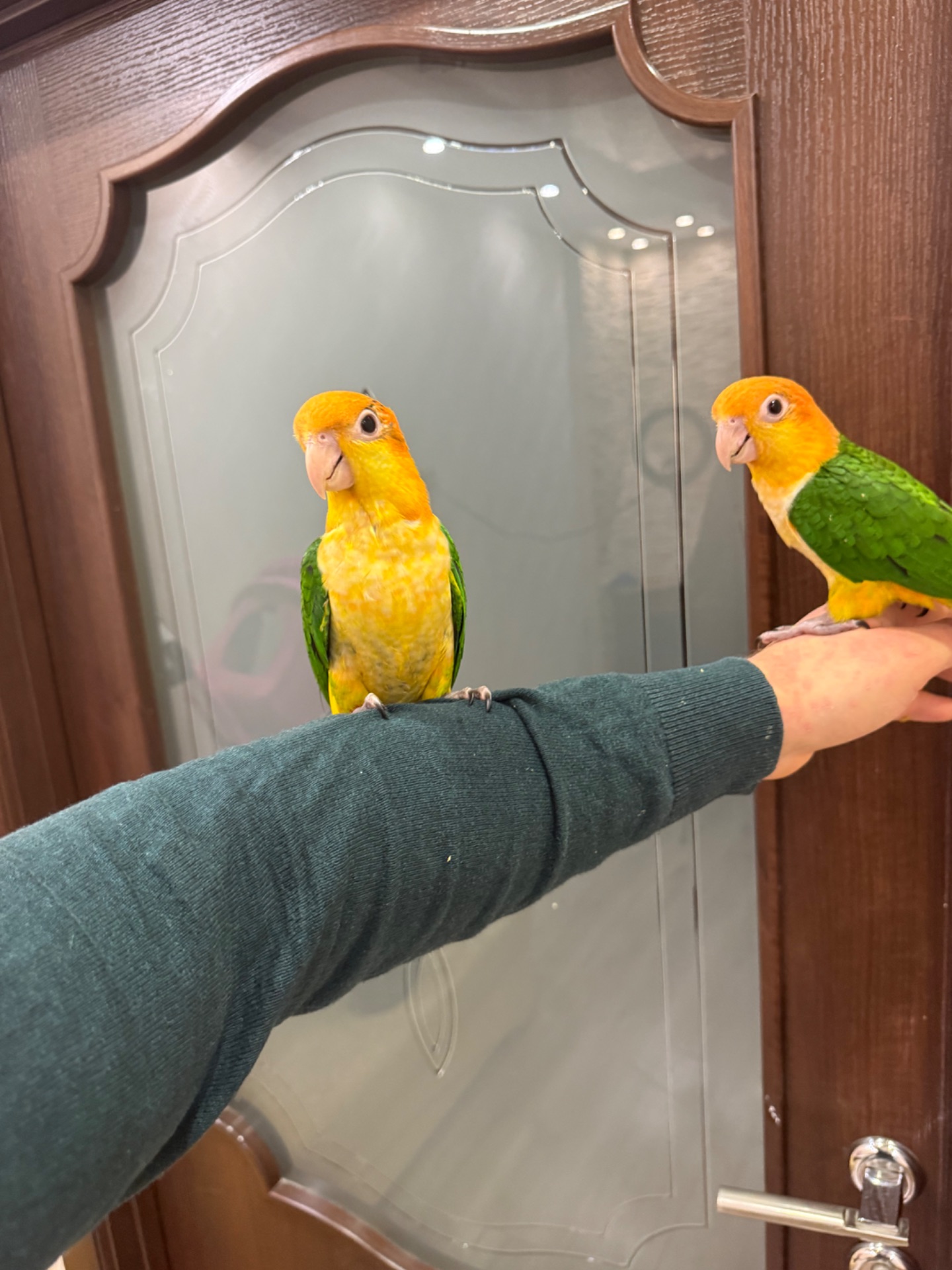 Мега ручной попугай Каик рыжеголовые птенцы