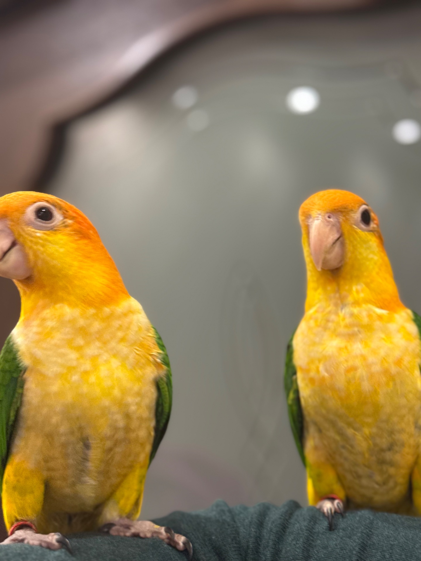 Рудоголові пташенята папуга каік