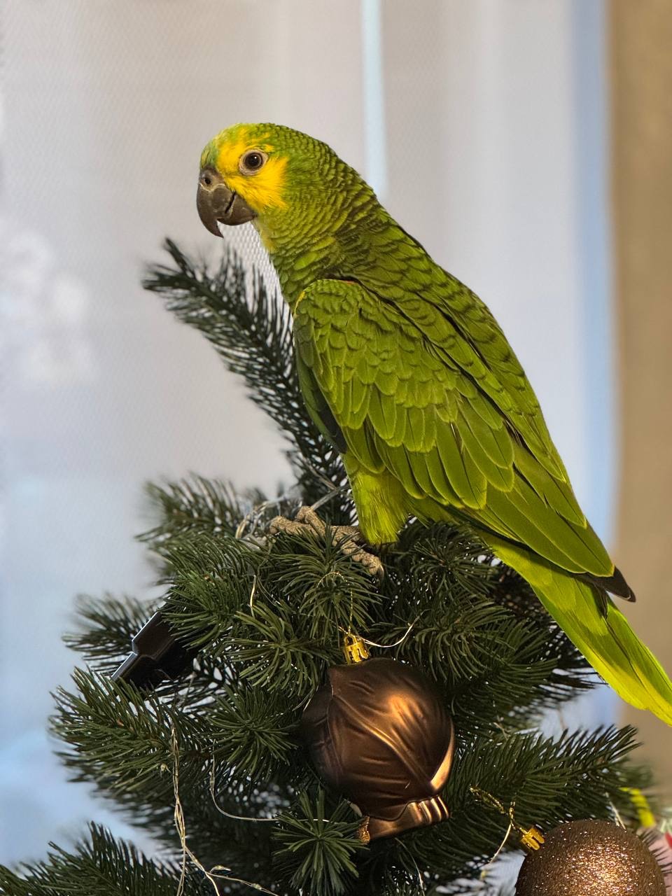 Папуга Амазон синьолобий говорящий та ручний